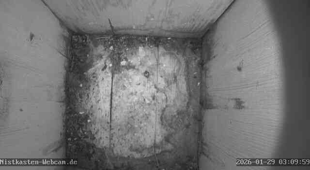 Staren-Nistkasten - Für die Livebilder klicken sie auf das Bild Staren-Nistkasten