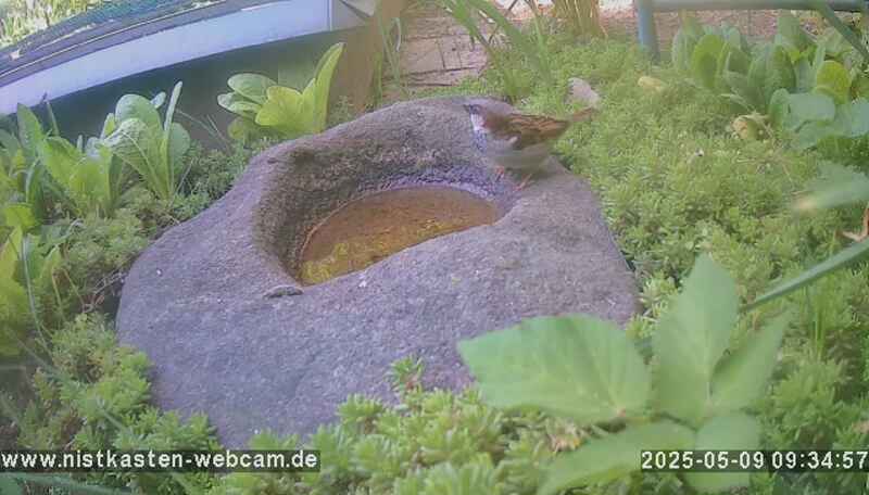 Vogelbad/Vogeltränke