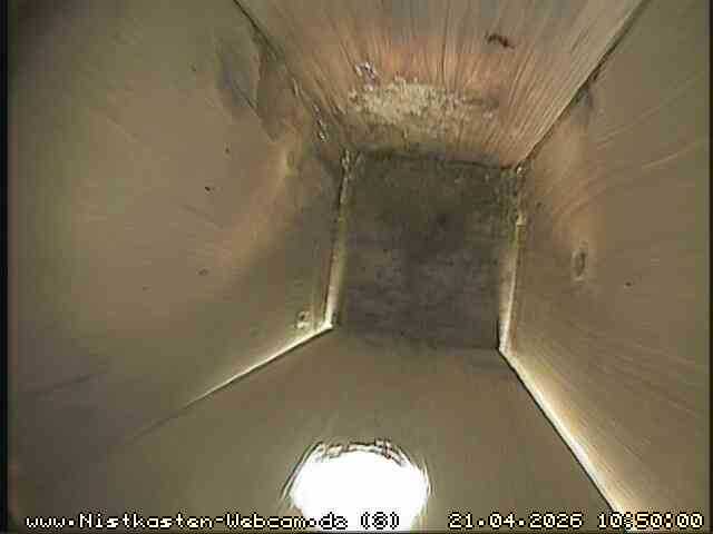 Blaumeisen Nistkasten 1 - Für die Livebilder klicken sie auf das Bild Blaumeisen Nistkasten 1