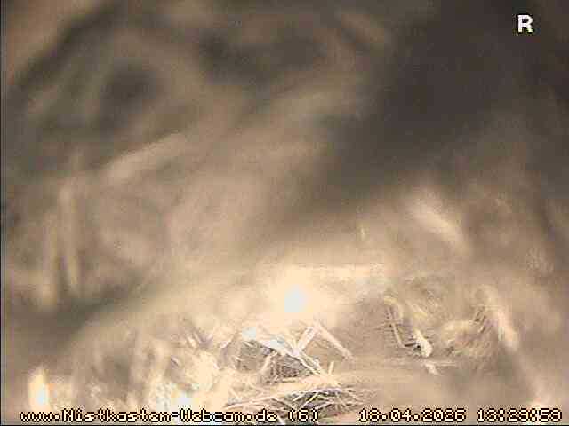 Spatzendoppelhaus innen - Für die Livebilder klicken sie auf das Bild Spatzendoppelhaus innen